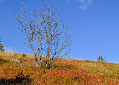 Feldberg im Schwarzwald