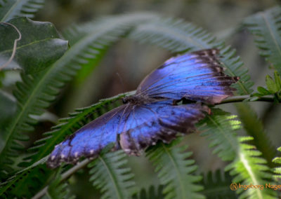 Schmetterlingshaus Insel Mainau
