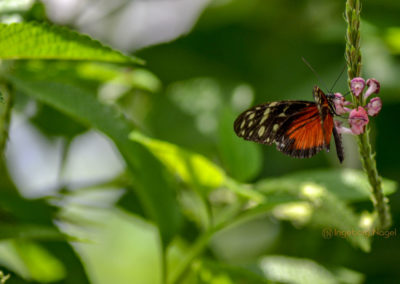 Schmetterlingshaus Insel Mainau