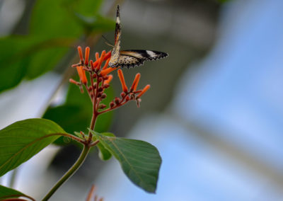 Schmetterlingshaus Insel Mainau
