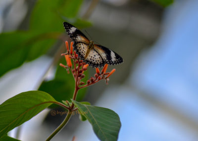 Schmetterlingshaus Insel Mainau