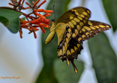 Schmetterlingshaus Insel Mainau