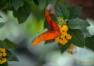 Schmetterlingshaus Insel Mainau