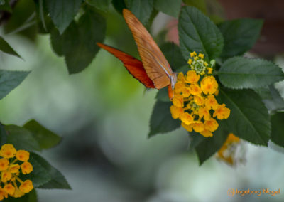 Schmetterlingshaus Insel Mainau