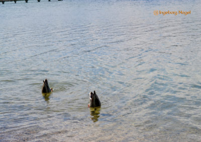 Der Chiemsee 30 Chiemsee