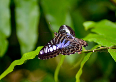 Schmetterlingshaus Insel Mainau