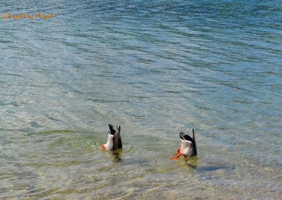 Der Chiemsee 31 Chiemsee