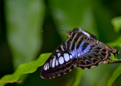 Schmetterlingshaus Insel Mainau
