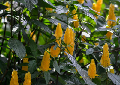 Schmetterlingshaus Insel Mainau