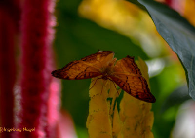 Schmetterlingshaus Insel Mainau