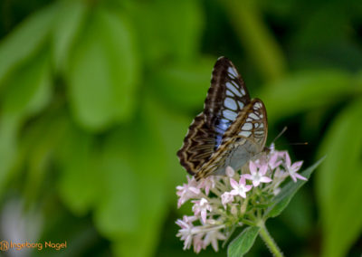 Schmetterlingshaus Insel Mainau