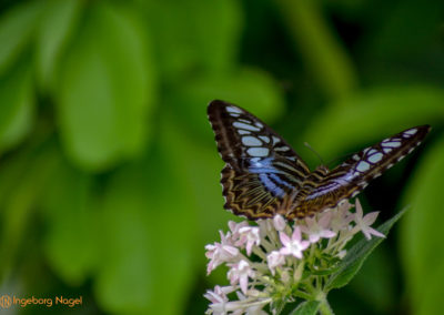 Schmetterlingshaus Insel Mainau