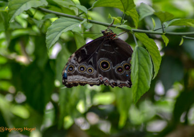 Schmetterlingshaus Insel Mainau