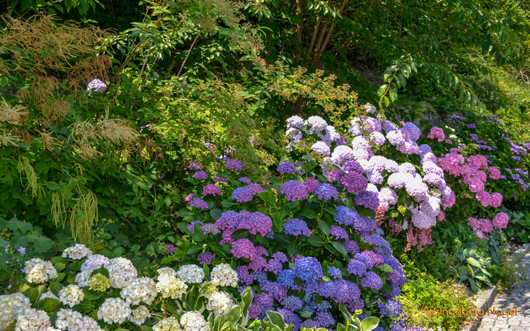 Insel Mainau – der Hortensienweg
