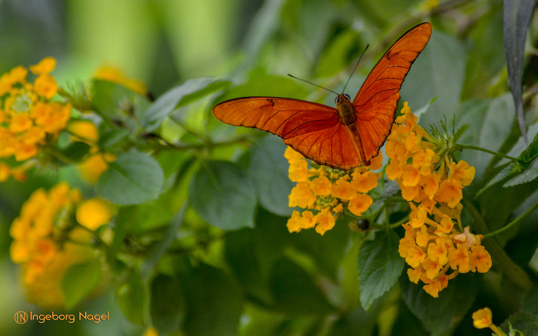 Insel Mainau – Schmetterlingshaus