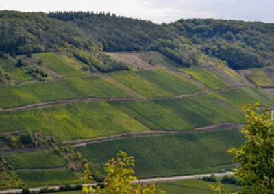 Reiler Hals an der Mosel