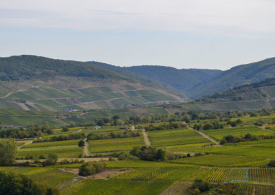 Reiler Hals an der Mosel