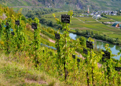 Reiler Hals an der Mosel