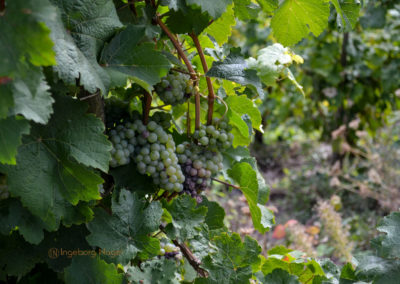 Reiler Hals an der Mosel