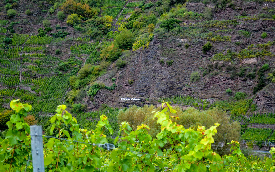 Bremmer Calmont an der Mosel