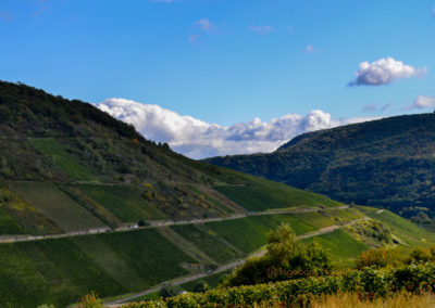 Weinbau an der Mosel 1 Weinberge in Briedel