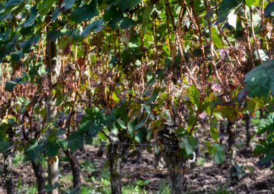 Weinbau an der Mosel 17 Weinberge Briedel