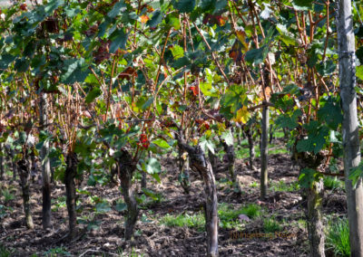 Weinbau an der Mosel 18 Weinberge Briedel