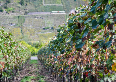 Weinbau an der Mosel 19 Weinberge Briedel