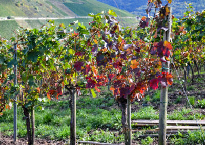 Weinbau an der Mosel 20 Weinberge Briedel