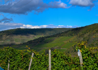 Weinbau an der Mosel 3 Weinberge in Briedel