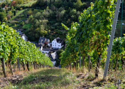 Weinbau an der Mosel 14 Weingut Karl-Otto Binninger in Briedel