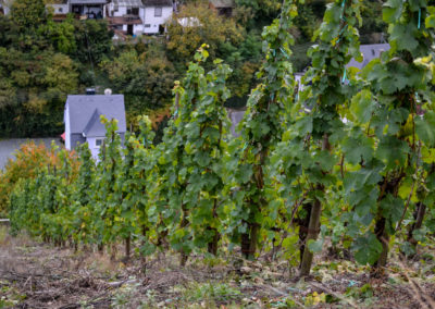 Weinbau an der Mosel 24 Weinberge Briedel