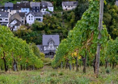 Weinbau an der Mosel 15 Weinberge Briedel