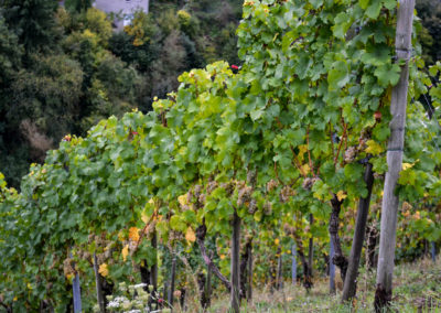 Weinbau an der Mosel 16 Weinberge Briedel