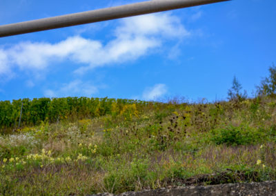 Weinbau an der Mosel 9 Weinberge in Briedel