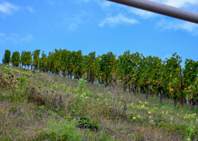 Weinbau an der Mosel 10 Weinberge in Briedel