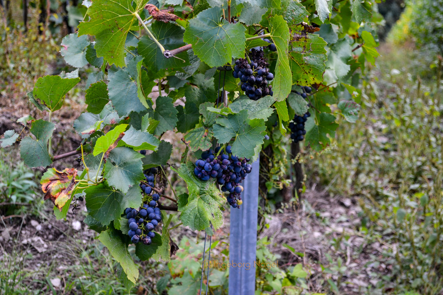 Weinbau an der Mosel 35 DSC_0087