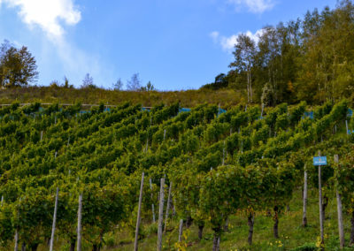 Weinbau an der Mosel 11 Weinberge in Briedel
