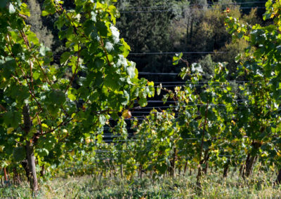 Weinbau an der Mosel 23 Weinberge Briedel
