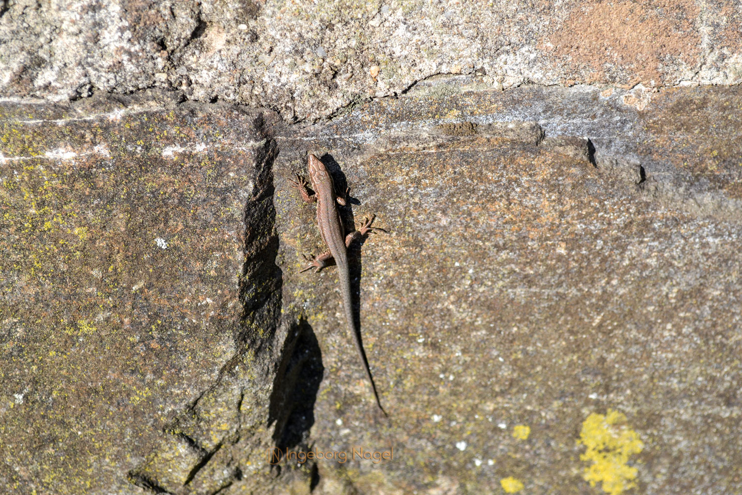 Birgits Herzensprojekt an der Mosel 8 DSC_0103