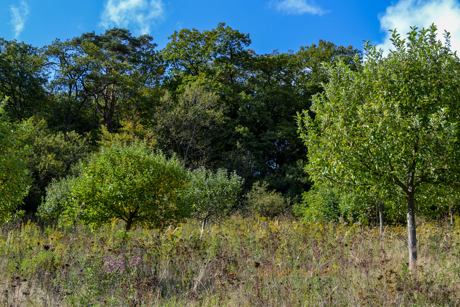 Weinbau an der Mosel 13 DSC_0106
