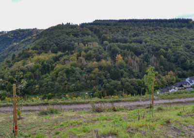 Birgits Herzensprojekt an der Mosel 4 Weinberge über Briedel