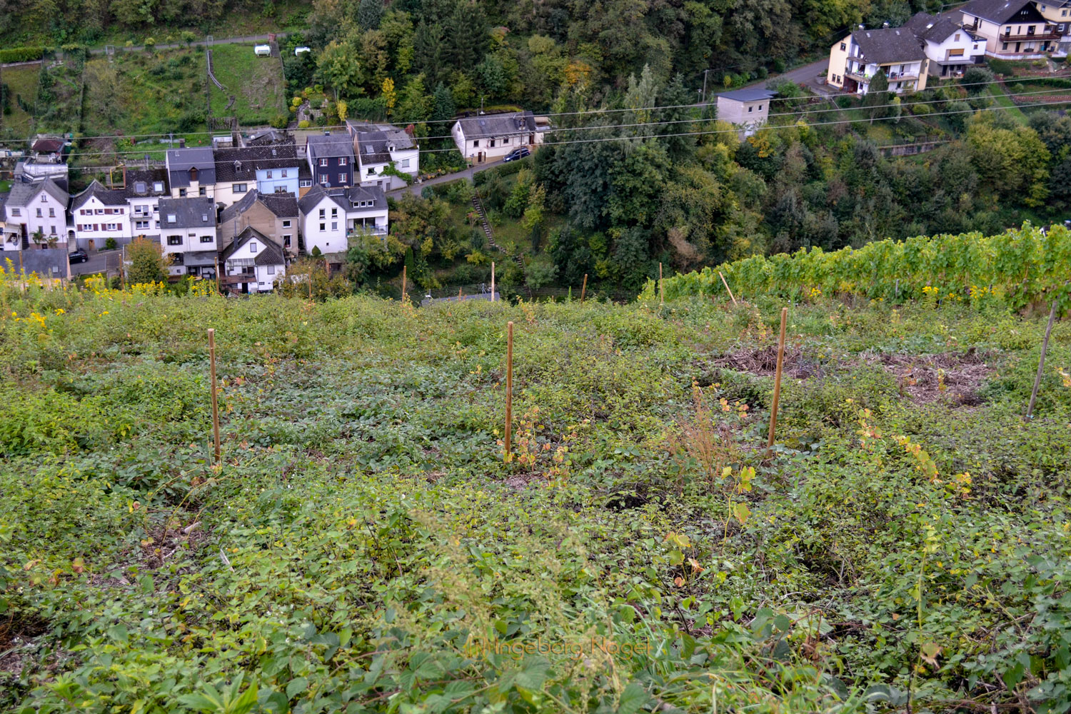 Birgits Herzensprojekt an der Mosel 2 DSC_0139