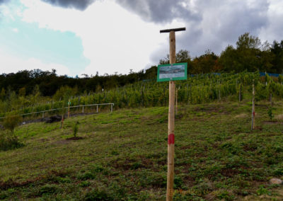Birgits Herzensprojekt an der Mosel 5 Weinberge über Briedel