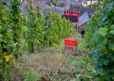 Weinbau an der Mosel 29 Weinlese in Briedel an der Mosel