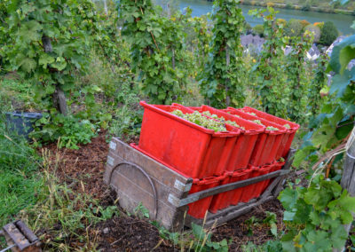 Weinbau an der Mosel 30 Weinlese in Briedel an der Mosel