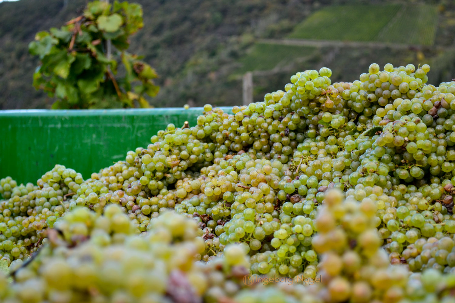Weinbau an der Mosel 36 DSC_0200