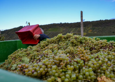 Weinbau an der Mosel 31 Weinlese in Briedel an der Mosel