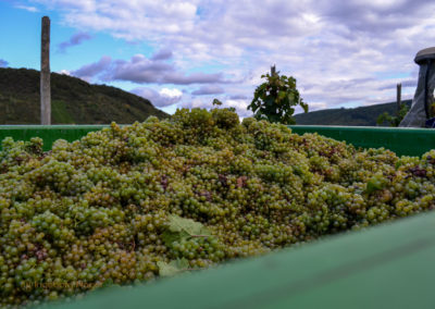 Weinbau an der Mosel 32 Weinlese in Briedel an der Mosel