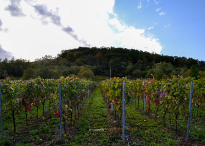 Weinbau an der Mosel 21 Weinberge Briedel